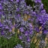 Lavandula angustifolia 'Scholmis' -- Lavendel